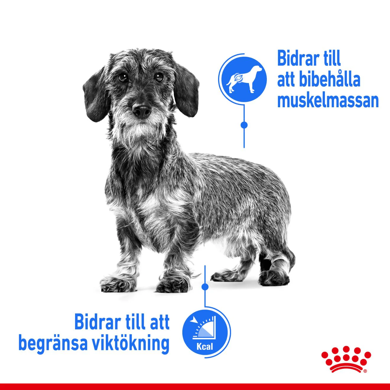 Miniatyrbild 2
